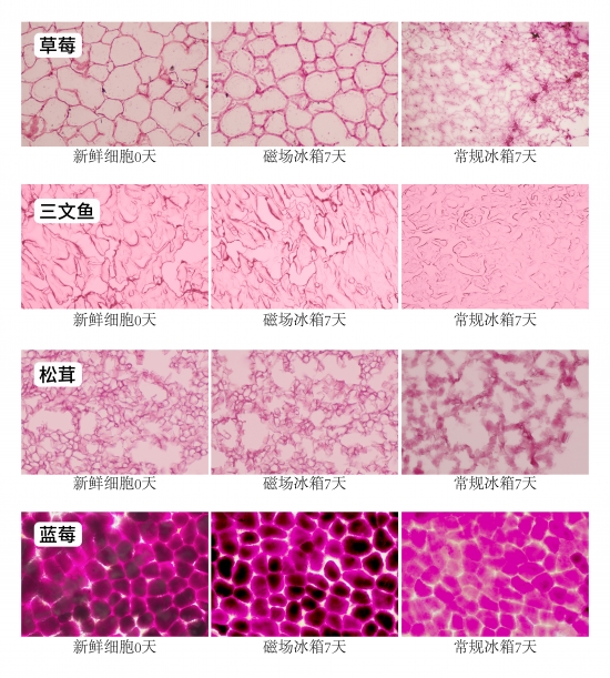 极致嵌入实力保鲜 TCL超薄零嵌冰箱R540P12-DQ评测